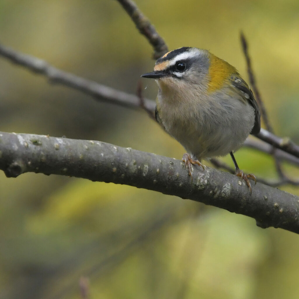 Common Firecrest male adult, identification