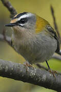 Common Firecrest