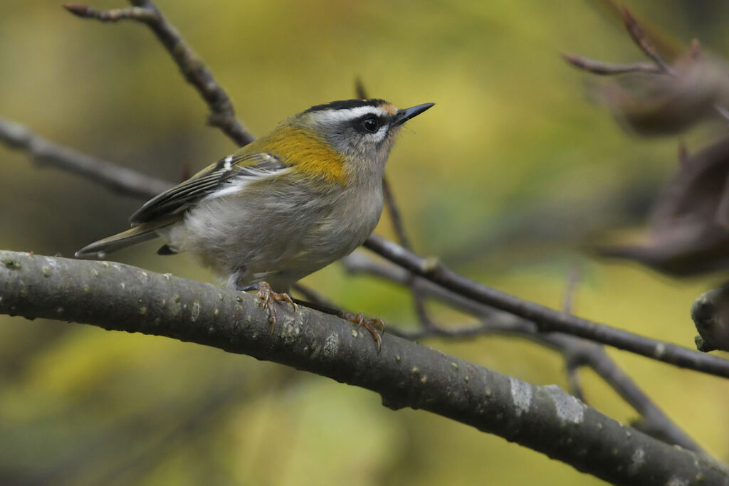 Common Firecrestadult, identification