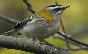 Common Firecrest