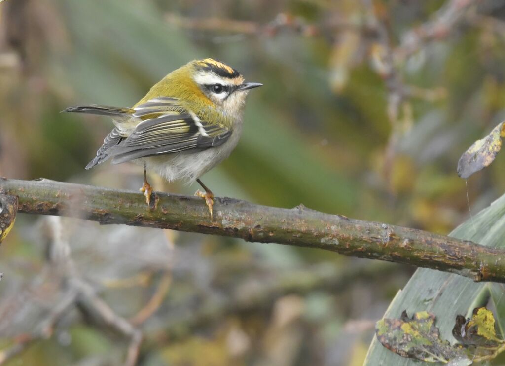 Common Firecrest male adult, identification