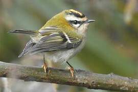 Common Firecrest