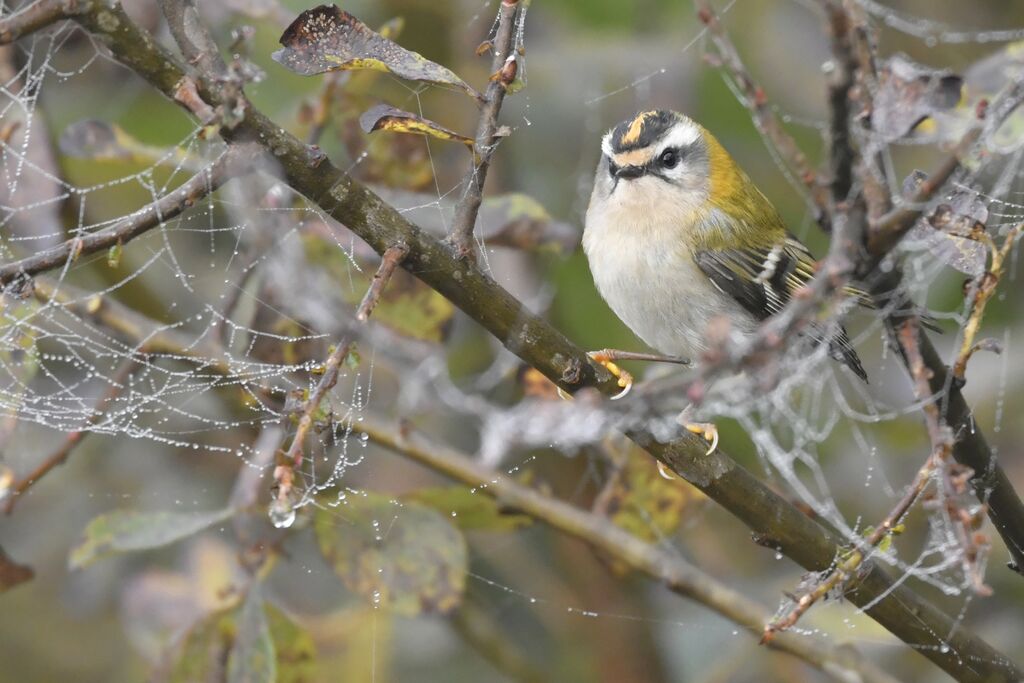 Common Firecrest male adult, identification