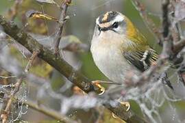 Common Firecrest