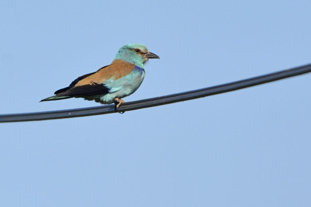 European Roller, identification