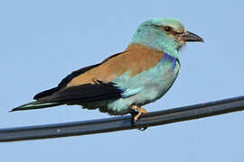 European Roller