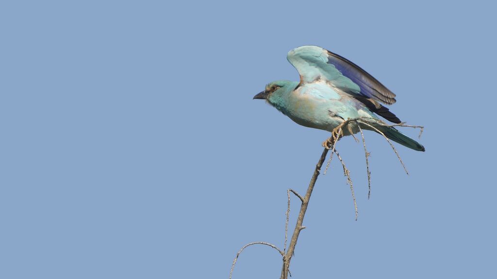 European Roller