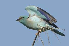 European Roller