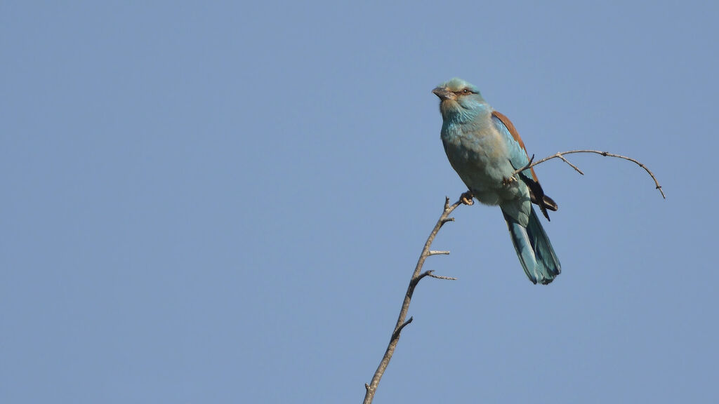 European Roller