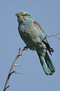 European Roller