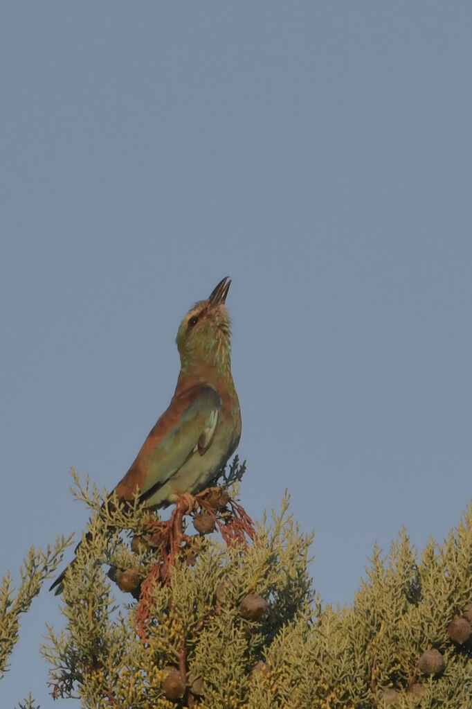 European Roller, identification, song