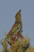 European Roller