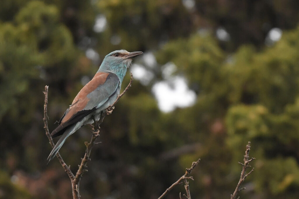 European Rolleradult breeding, identification