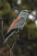 European Roller