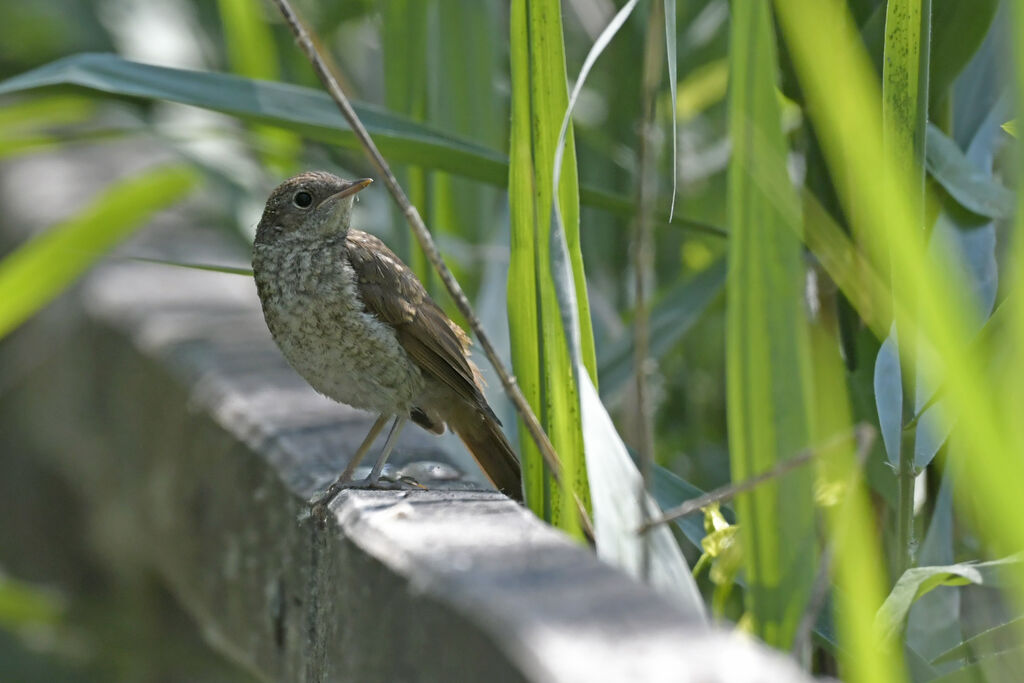 Rossignol philomèlejuvénile, identification