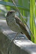 Common Nightingale