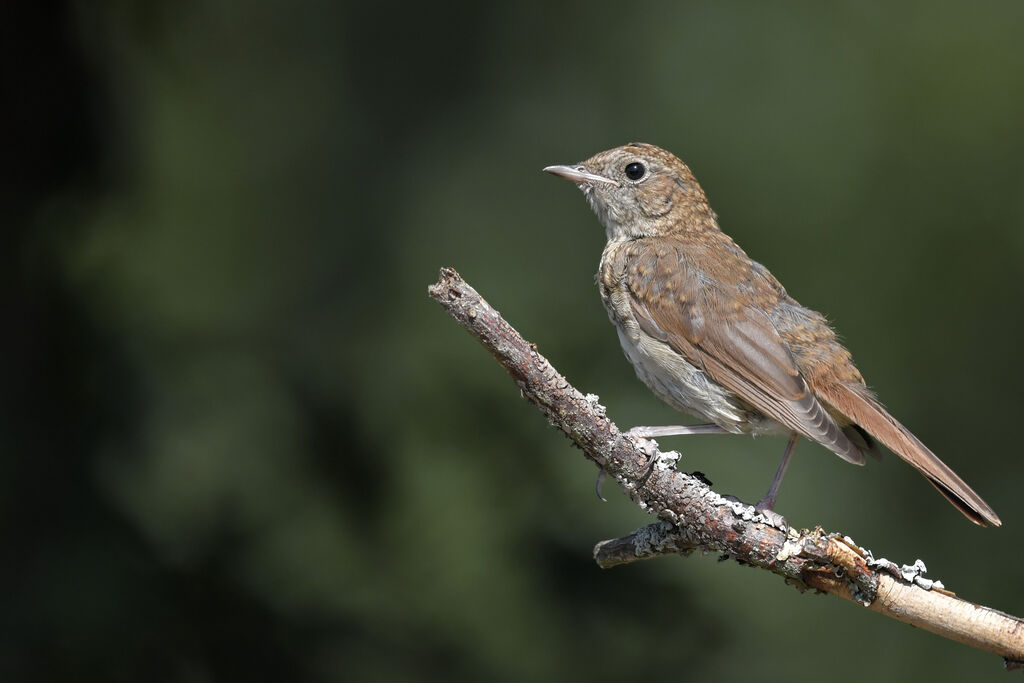 Rossignol philomèlejuvénile, identification