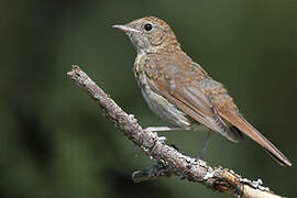 Common Nightingale