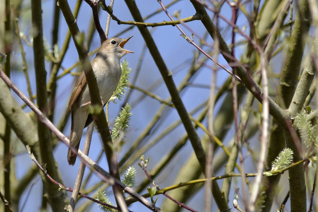 Common Nightingale, song