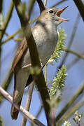 Common Nightingale