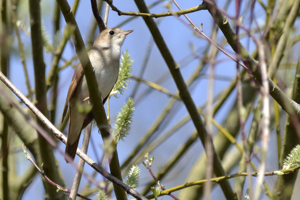 Common Nightingale