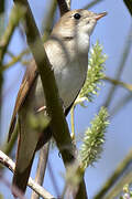 Common Nightingale