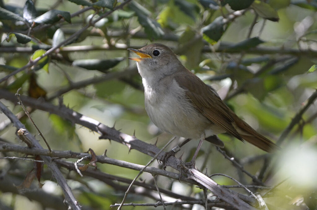 Common Nightingale