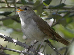 Common Nightingale