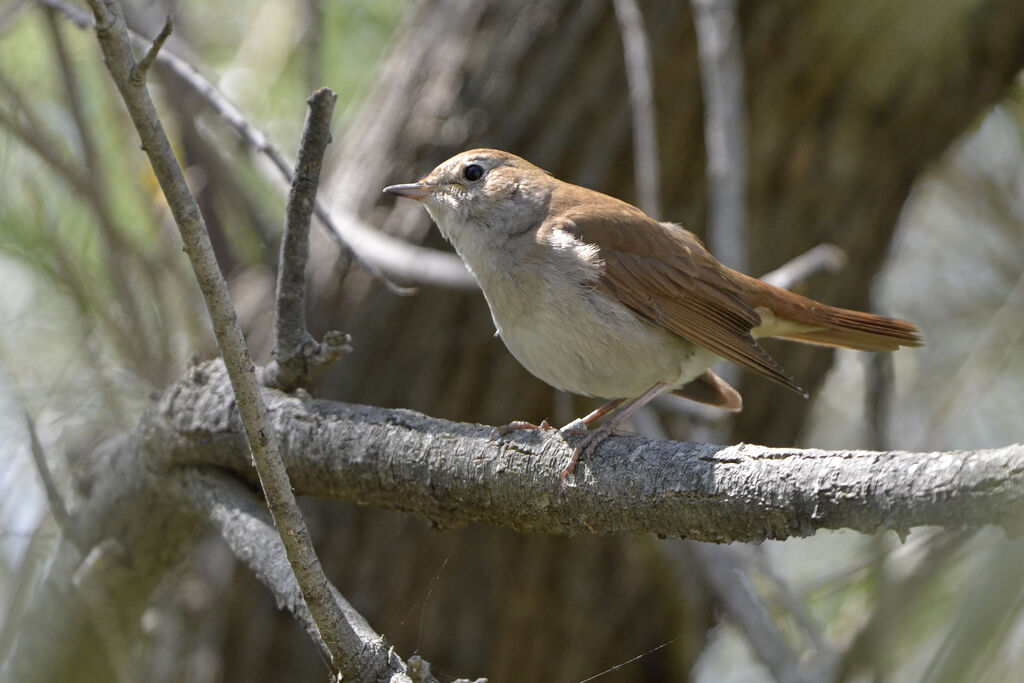 Common Nightingale, identification