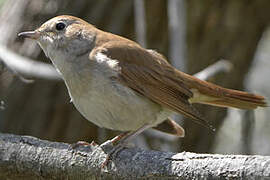 Common Nightingale