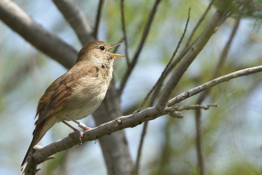 Rossignol philomèle, identification