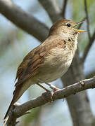 Common Nightingale