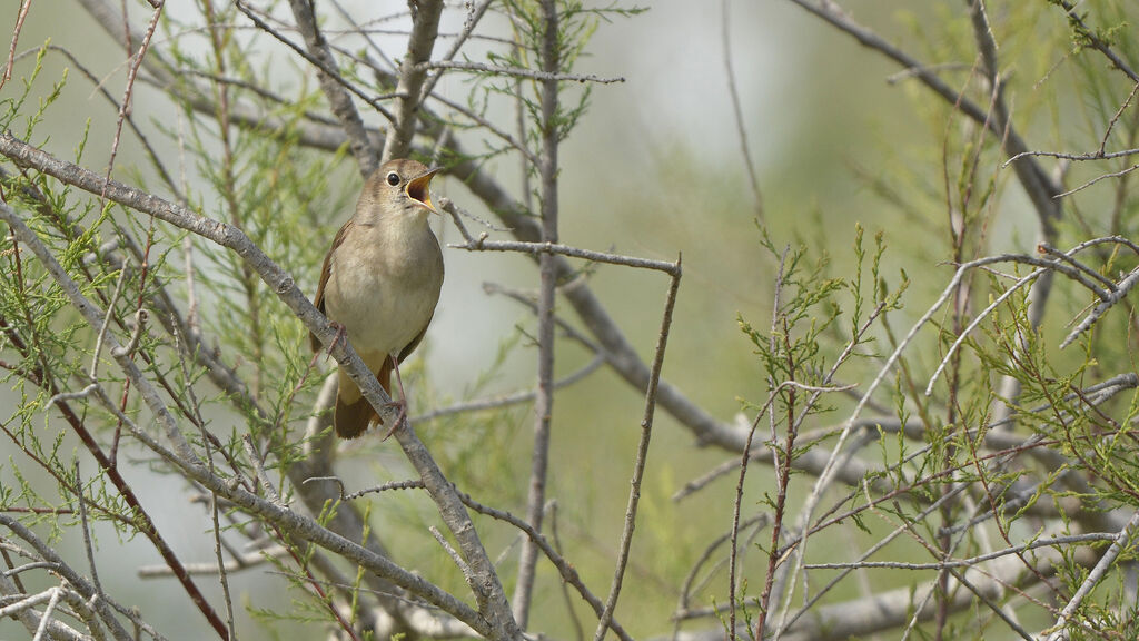 Common Nightingale