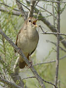 Common Nightingale