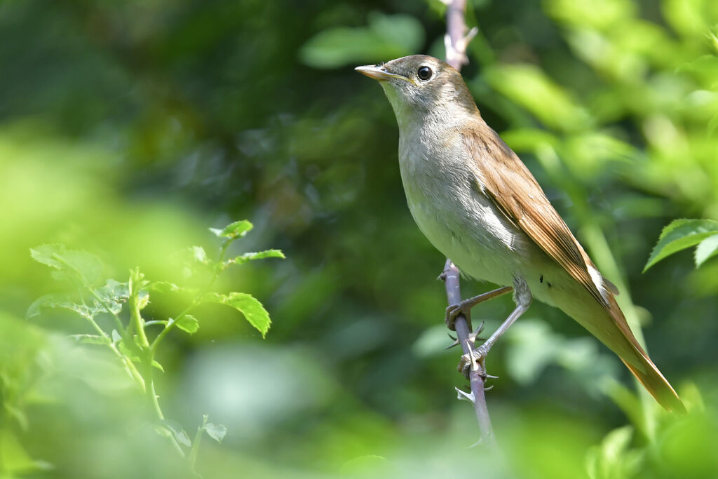 Common Nightingaleadult, identification
