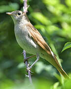 Common Nightingale