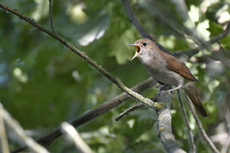 Common Nightingale male adult, song