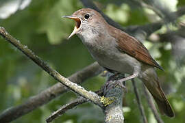 Common Nightingale