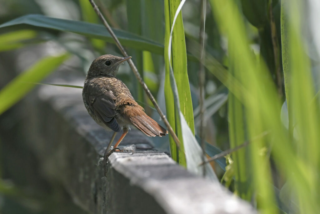 Rossignol philomèlejuvénile, identification