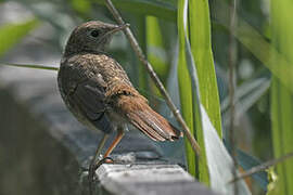 Common Nightingale