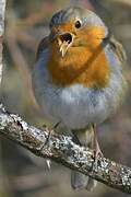 European Robin