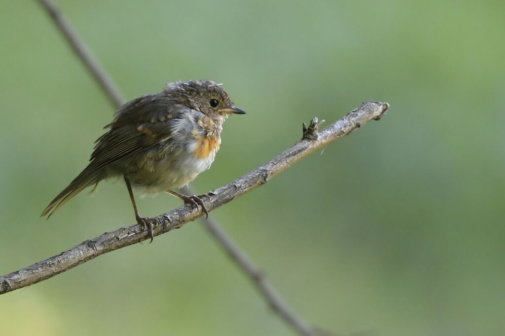 Rougegorge familierjuvénile, identification