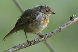 European Robin