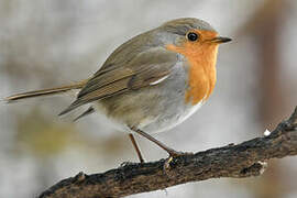 European Robin