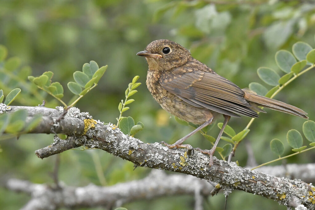 Rougegorge familierjuvénile, identification