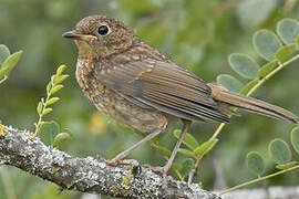 European Robin