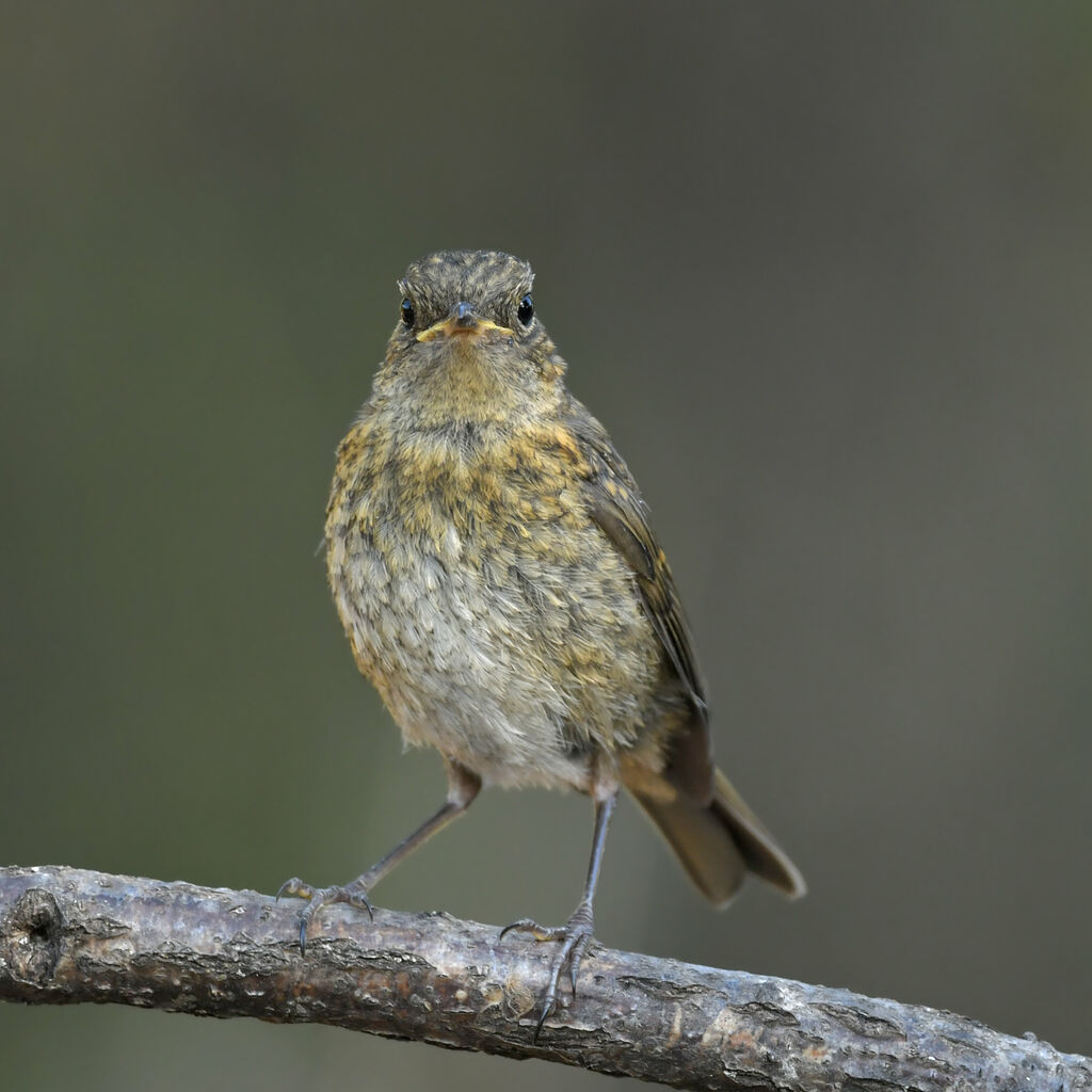 European Robinjuvenile, identification