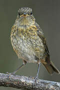 European Robin