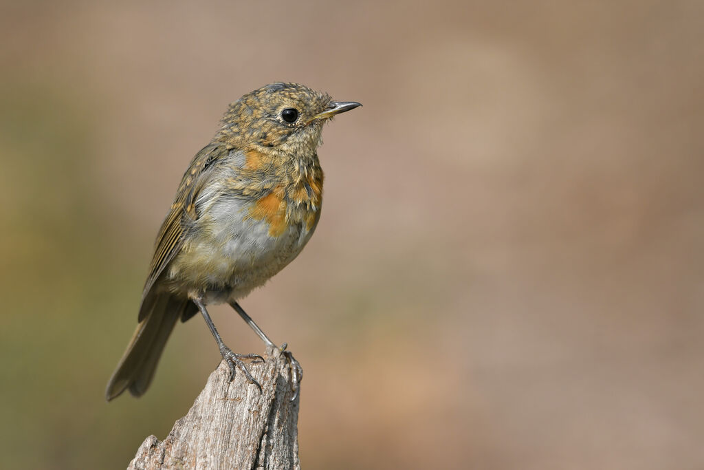 Rougegorge familierjuvénile, identification