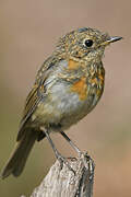 European Robin